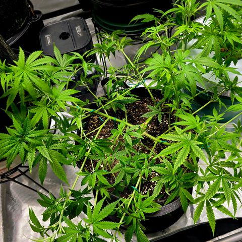 Sweet Cheese Auto growlog timeline photo