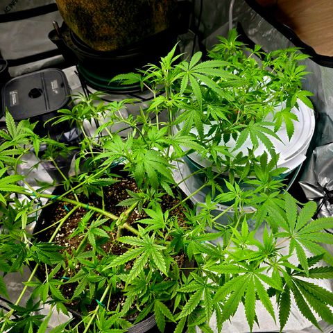 Sweet Cheese Auto growlog timeline photo