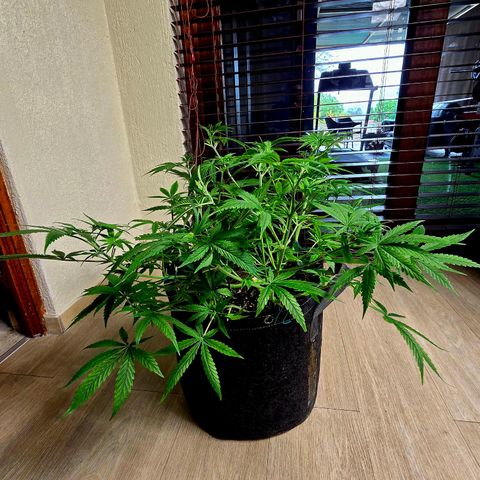 Sweet Cheese Auto growlog timeline photo