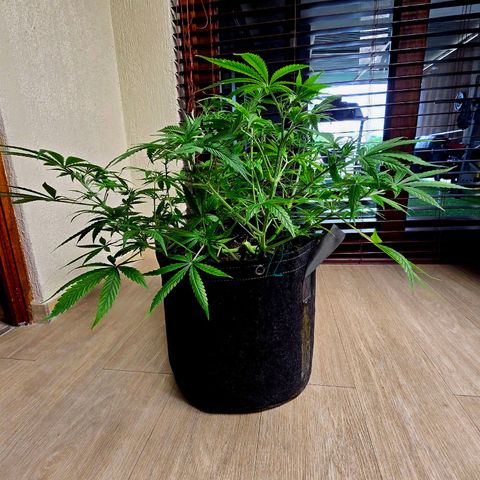 Sweet Cheese Auto growlog timeline photo