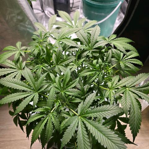 Deep Water Culture  growlog timeline photo