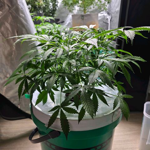 Deep Water Culture  growlog timeline photo
