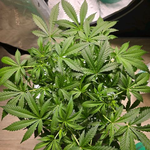 Deep Water Culture  growlog timeline photo