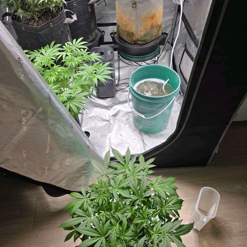 Deep Water Culture  growlog timeline photo