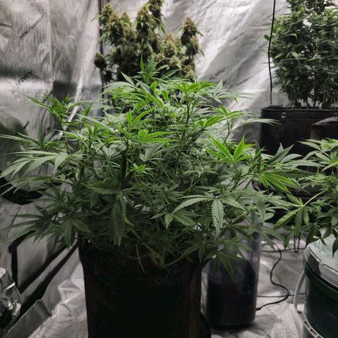 Sweet Cheese Auto growlog timeline photo
