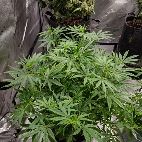 Sweet Cheese Auto growlog timeline photo