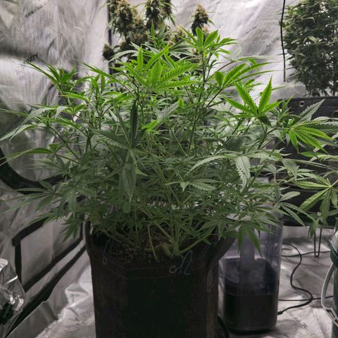 Sweet Cheese Auto growlog timeline photo