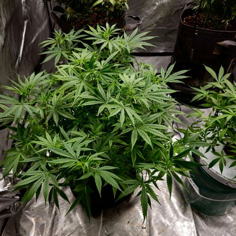 Sweet Cheese Auto growlog timeline photo