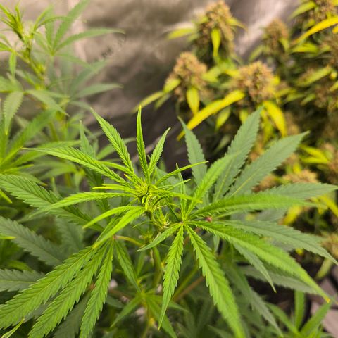 Sweet Cheese Auto growlog timeline photo