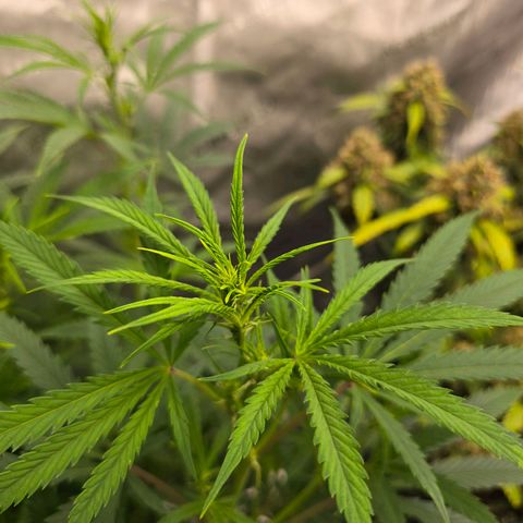 Sweet Cheese Auto growlog timeline photo