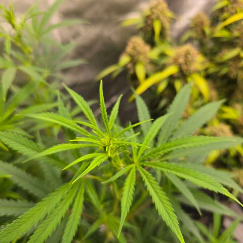 Sweet Cheese Auto growlog timeline photo