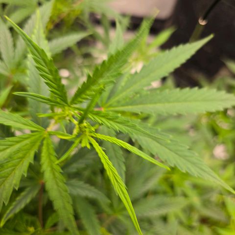 Sweet Cheese Auto growlog timeline photo
