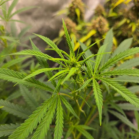 Sweet Cheese Auto growlog timeline photo