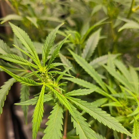 Sweet Cheese Auto growlog timeline photo