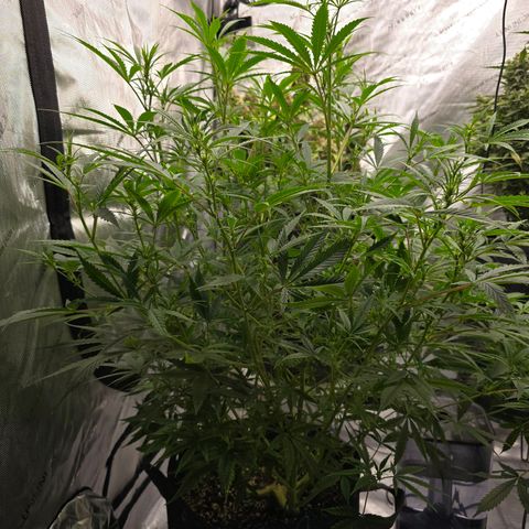 Sweet Cheese Auto growlog timeline photo