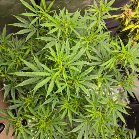 Sweet Cheese Auto growlog timeline photo