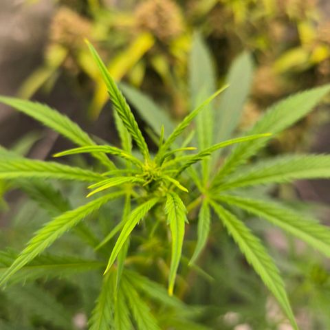 Sweet Cheese Auto growlog timeline photo