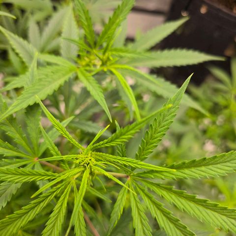 Sweet Cheese Auto growlog timeline photo