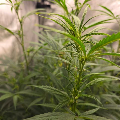 Sweet Cheese Auto growlog timeline photo