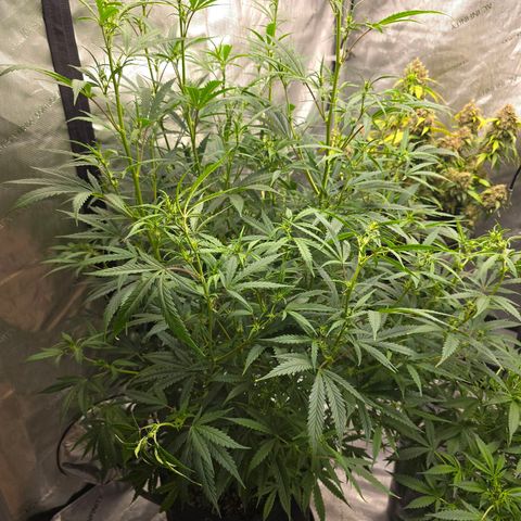 Sweet Cheese Auto growlog timeline photo