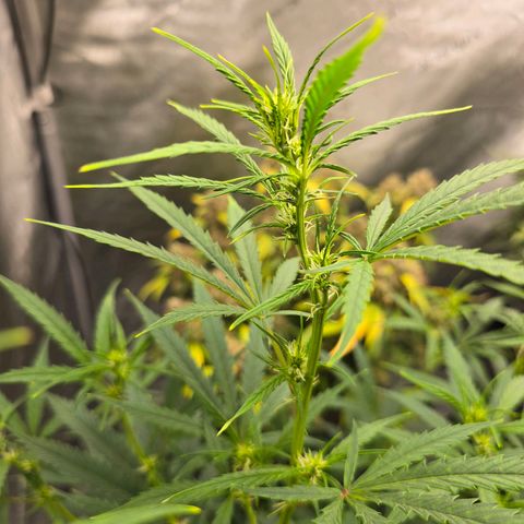 Sweet Cheese Auto growlog timeline photo