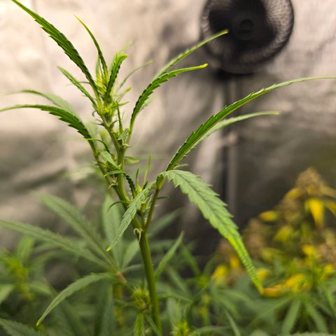 Sweet Cheese Auto growlog timeline photo