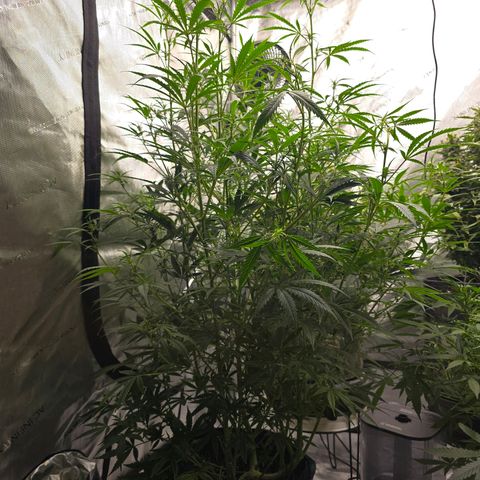 Sweet Cheese Auto growlog timeline photo