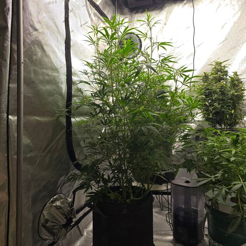 Sweet Cheese Auto growlog timeline photo