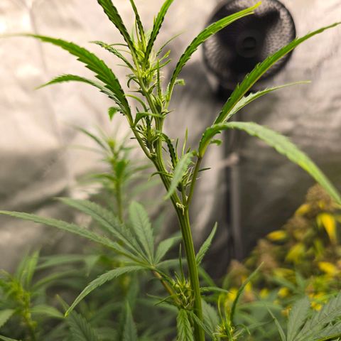 Sweet Cheese Auto growlog timeline photo