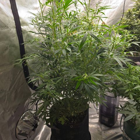 Sweet Cheese Auto growlog timeline photo