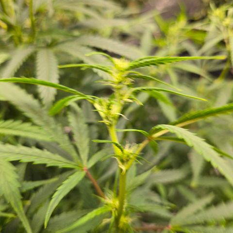 Sweet Cheese Auto growlog timeline photo