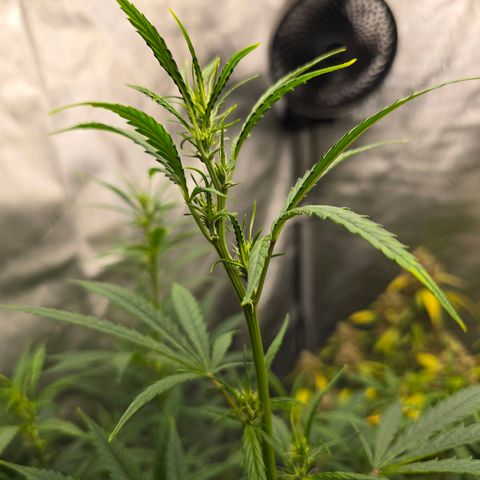 Sweet Cheese Auto growlog timeline photo