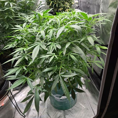 Deep Water Culture  growlog timeline photo