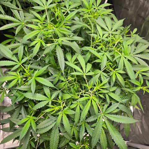 Deep Water Culture  growlog timeline photo