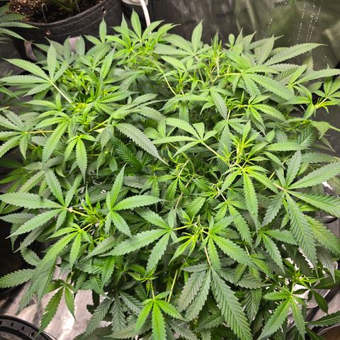 Deep Water Culture  growlog timeline photo