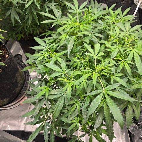 Deep Water Culture  growlog timeline photo