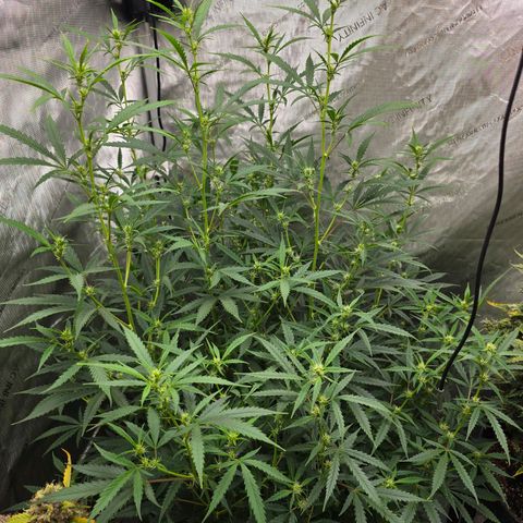 Deep Water Culture  growlog timeline photo