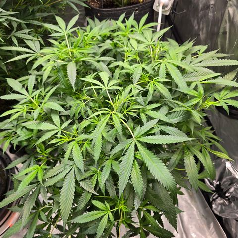 Deep Water Culture  growlog timeline photo