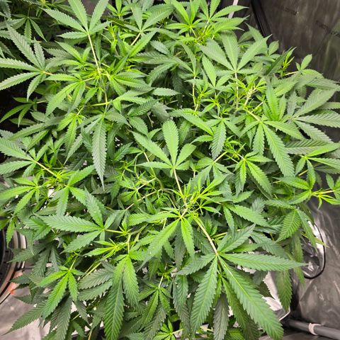 Deep Water Culture  growlog timeline photo
