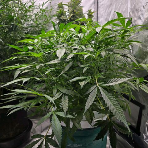 Deep Water Culture  growlog timeline photo
