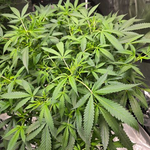 Deep Water Culture  growlog timeline photo