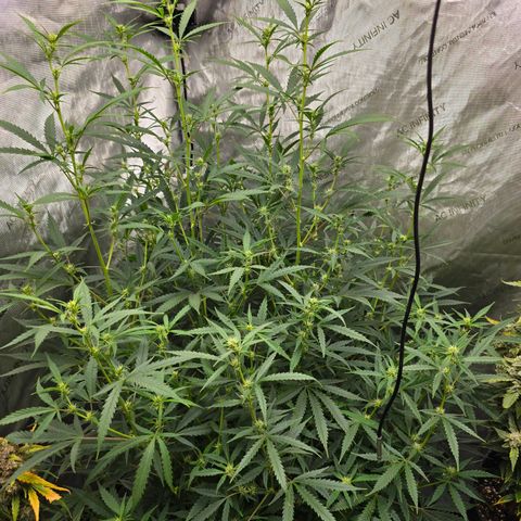 Sweet Cheese Auto growlog timeline photo