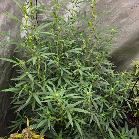 Sweet Cheese Auto growlog timeline photo