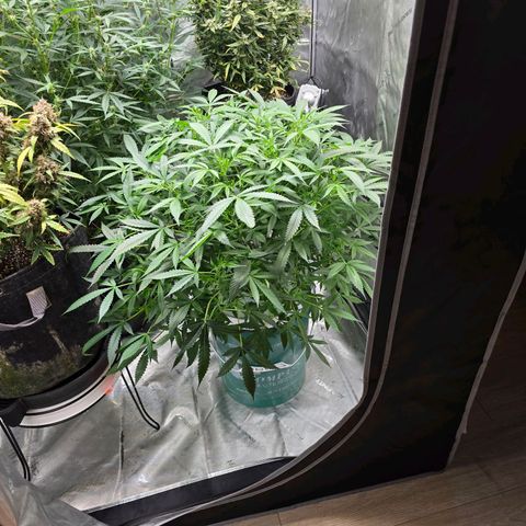 Deep Water Culture  growlog timeline photo