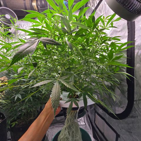 Deep Water Culture  growlog timeline photo
