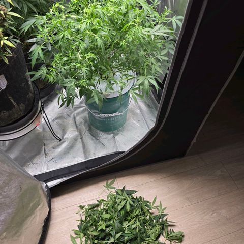 Deep Water Culture  growlog timeline photo