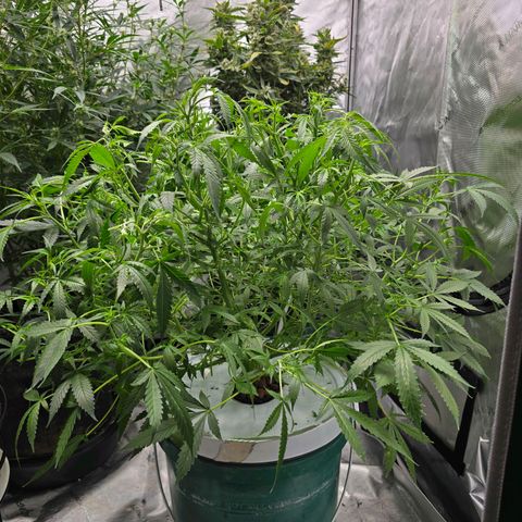 Deep Water Culture  growlog timeline photo