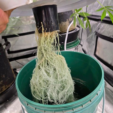 Deep Water Culture  growlog timeline photo