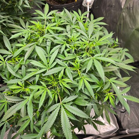 Deep Water Culture  growlog timeline photo