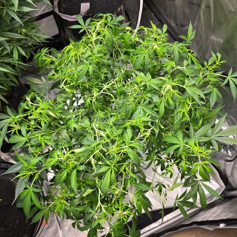 Deep Water Culture  growlog timeline photo